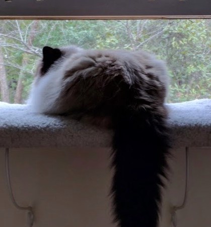 Do cats invade our privacy?